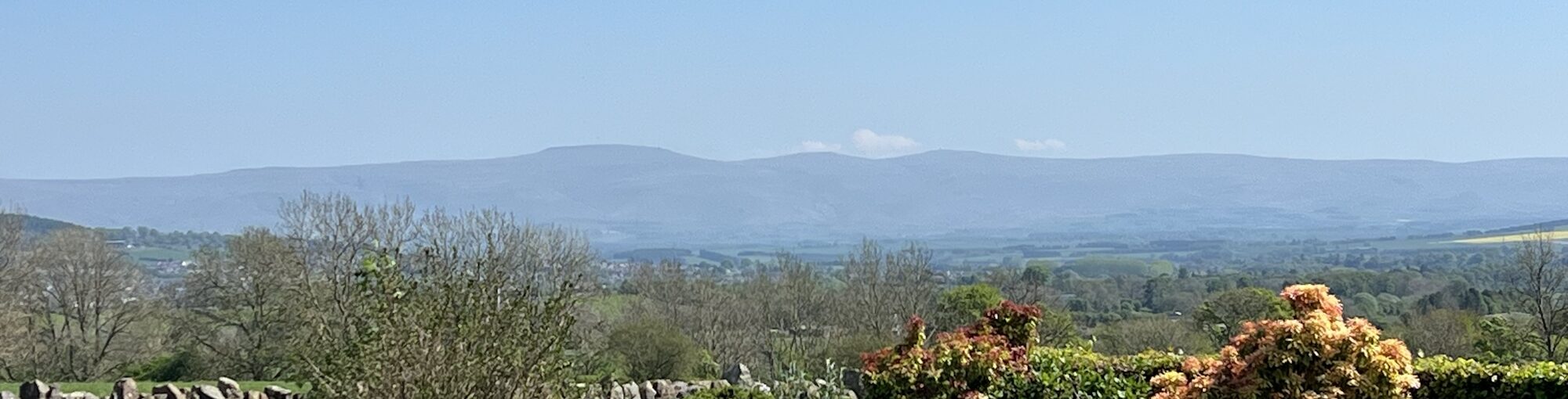 Grass field & hedges