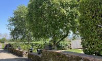 Tree & stone wall
