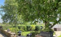 Tree & stone wall