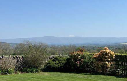 Grass field & hedges