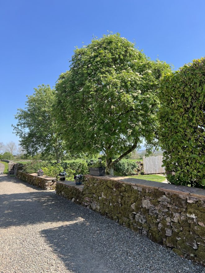 Tree & stone wall