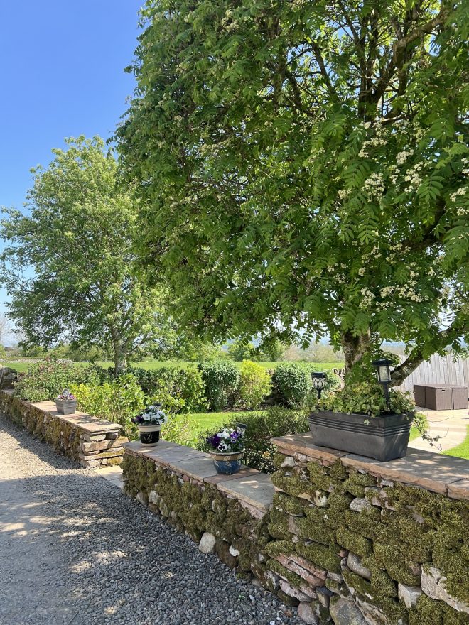 Tree & stone wall